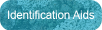 Identification